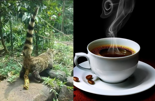 The world s most expensive coffee is made from animal  poop 