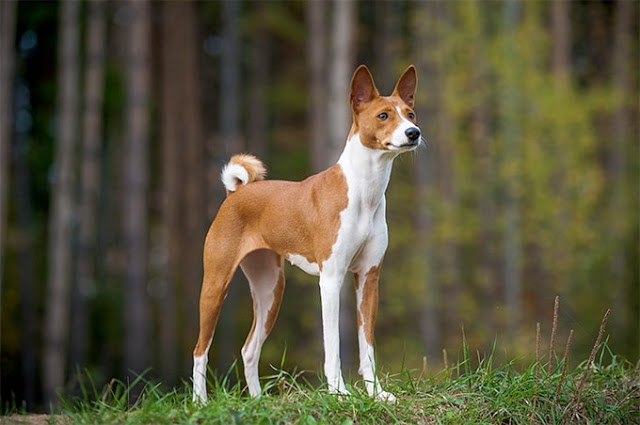 can a basenji eat slim jim