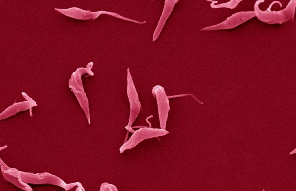 Is the parasites in semen dating story true or false?