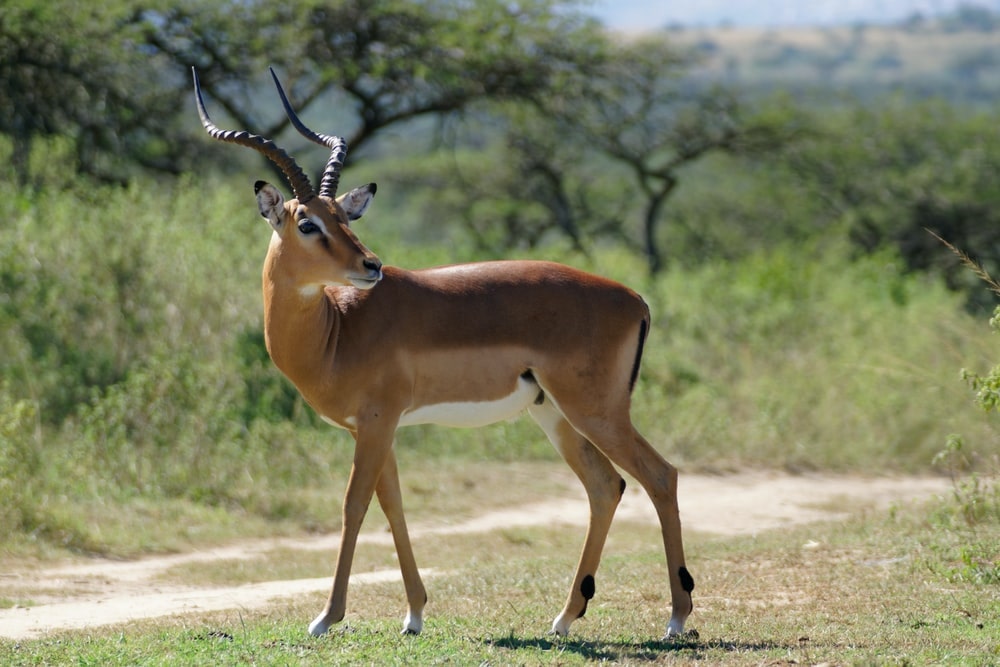 Igbo names of ALL Nigerian animals with pictures - DNB Stories Africa