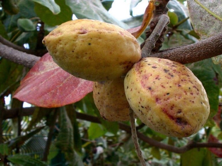 tropical-almond-the-fruit-called-fruit-in-nigeria-dnb-stories-africa