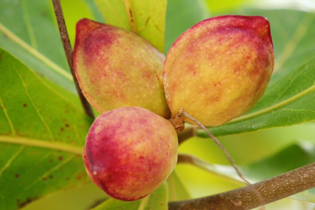 Tropical Almond - The fruit called 'fruit' in Nigeria - DNB Stories Africa