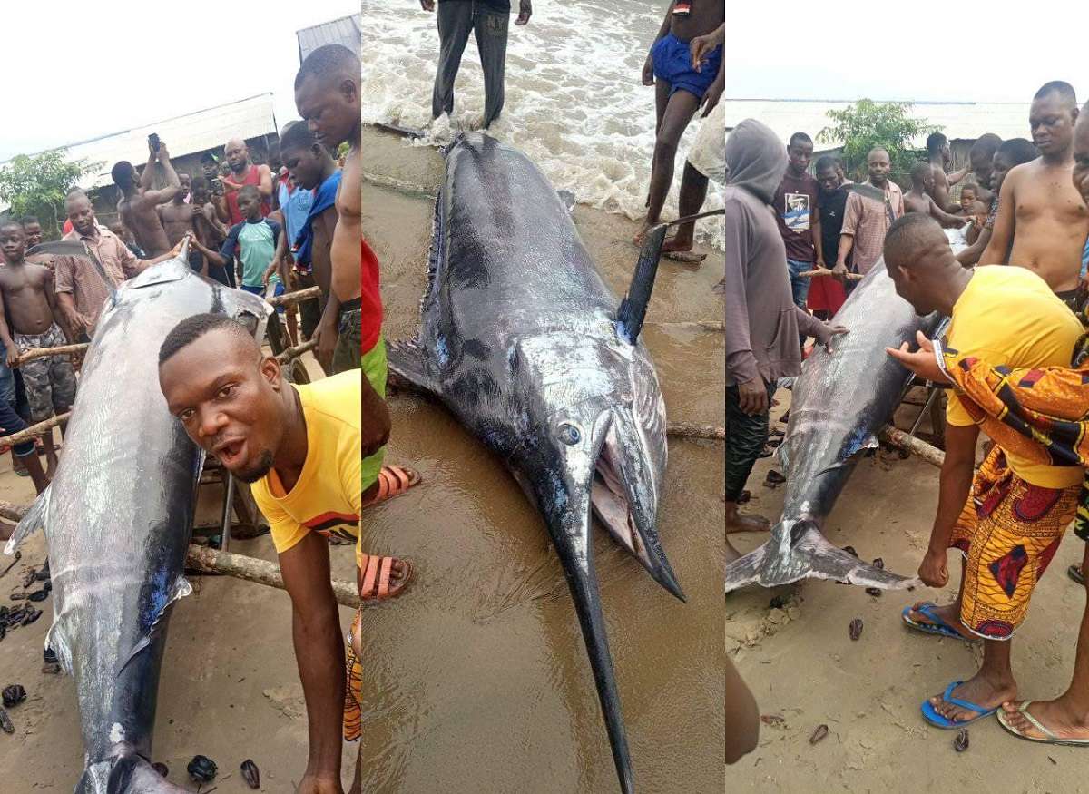 Blue marlin fish caught in Nigeria is NOT worth $2.6 million - Fact Check - DNB Stories Africa