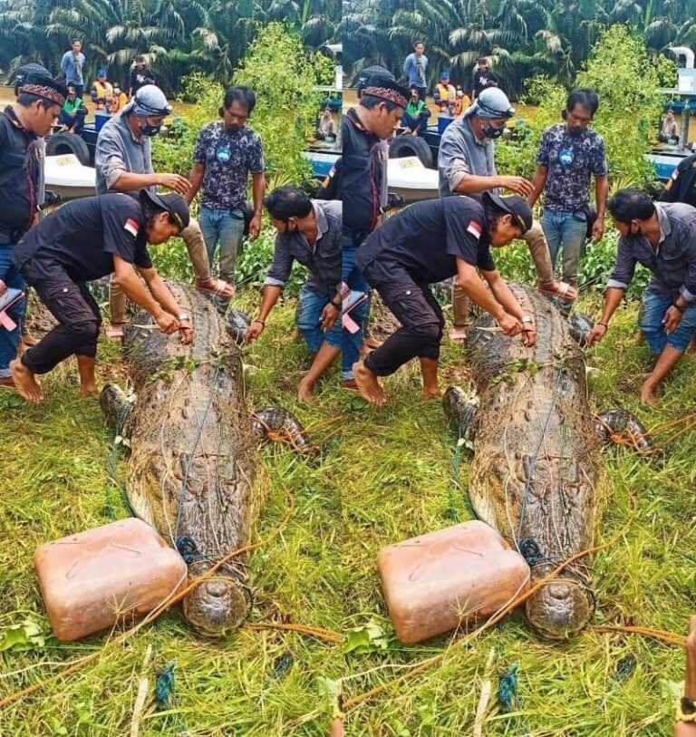 Giant crocodile swallows 8-year-old boy whole in Indonesia - [Photos ...