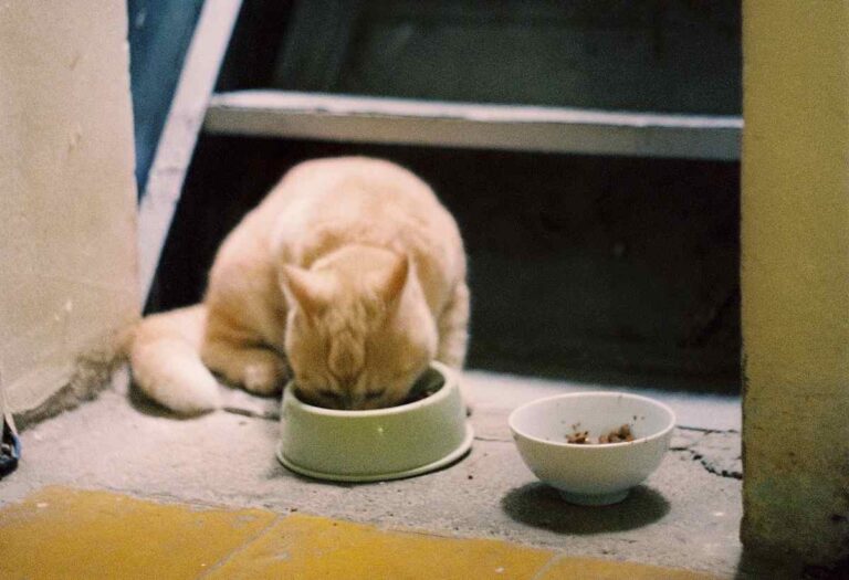 Can Cats Eat Roaches? DNB Stories Africa