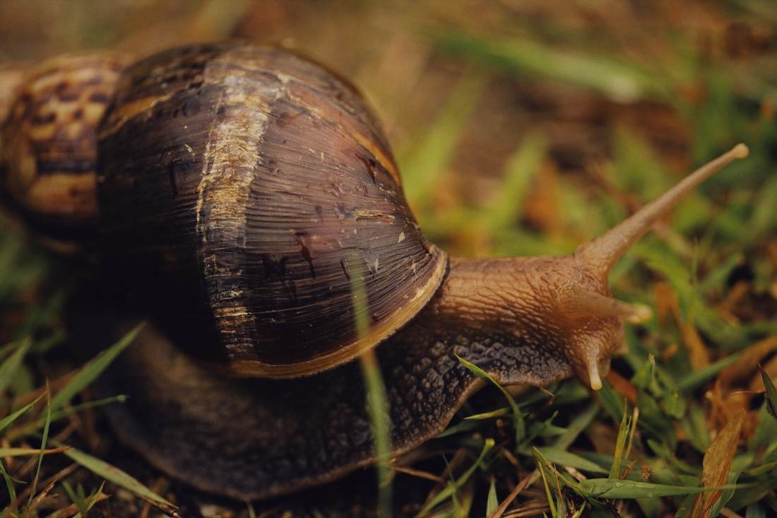 Giant African snails can spread meningitis, American authorities warn DNB Stories Africa